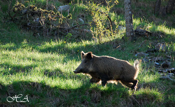 Cinghiale - Andalusia